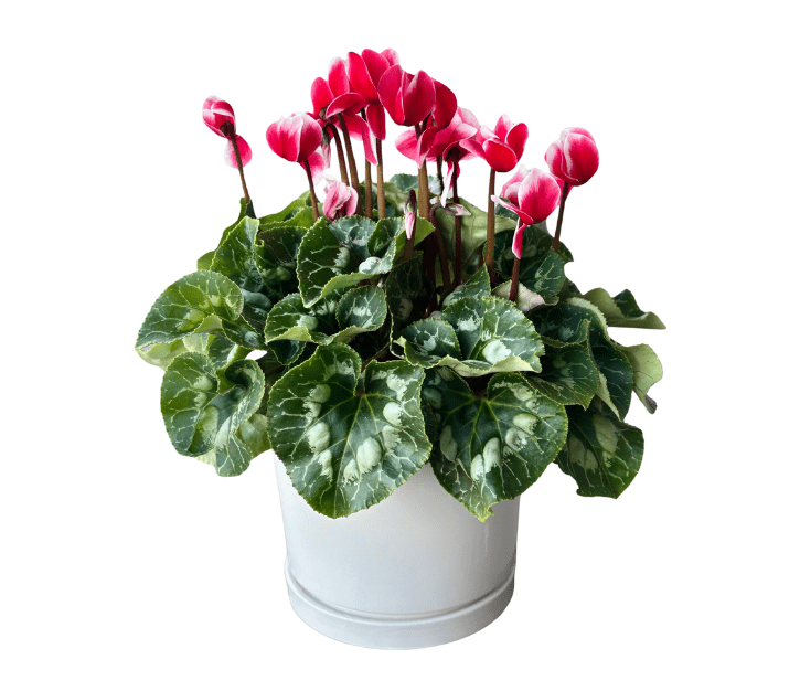 עציץ רקפת בכלי קרמיקה לבן | מידה 15"