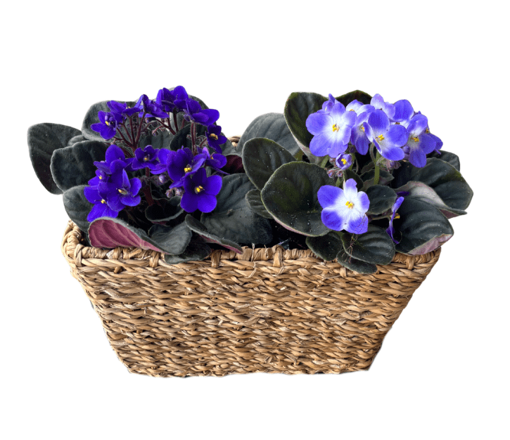 זוג סיגליות בסל