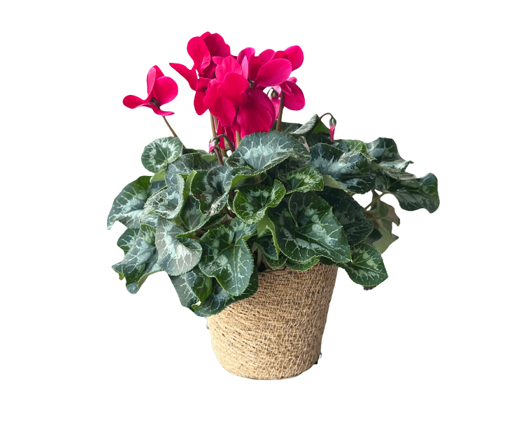 עציץ רקפת בסל