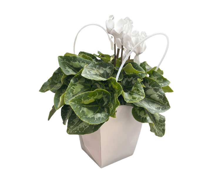 עציץ רקפת בתיק לבן מעוצב