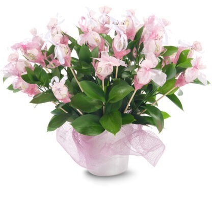 זר מתוק בולי – זר מתוק בורוד - פרחי עירית, משלוחי פרחים וחנויות פרחים בתפוצה ארצית