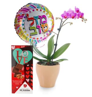 משלוח עציצים, עציץ סחלב, שוקולד איכותי ובלון - פרחי עירית