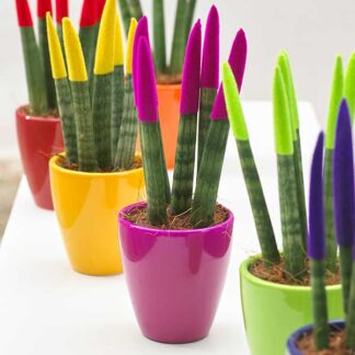 משלוחי עציצים,סנסיווריה בקרמיקה,פרחי עירית-משלוחי פרחים בכל הארץ