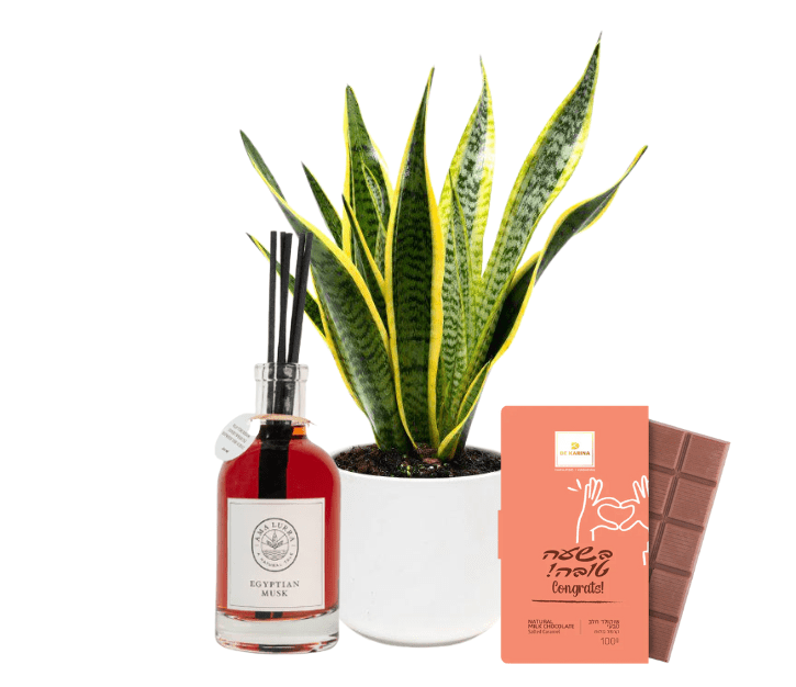 סנסיווריה 12" בכלי לבן עם מפיץ ריח ושוקולד "בשעה טובה"