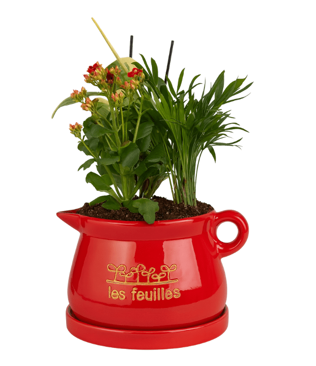 קוקטייל צמחים בקומקום קרמיקה אדום