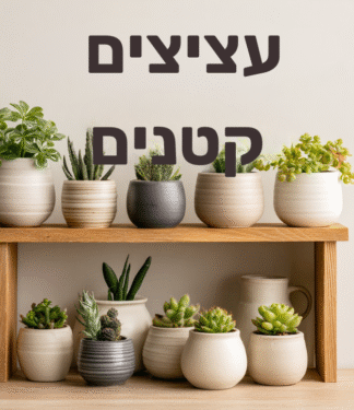 עציצים קטנים