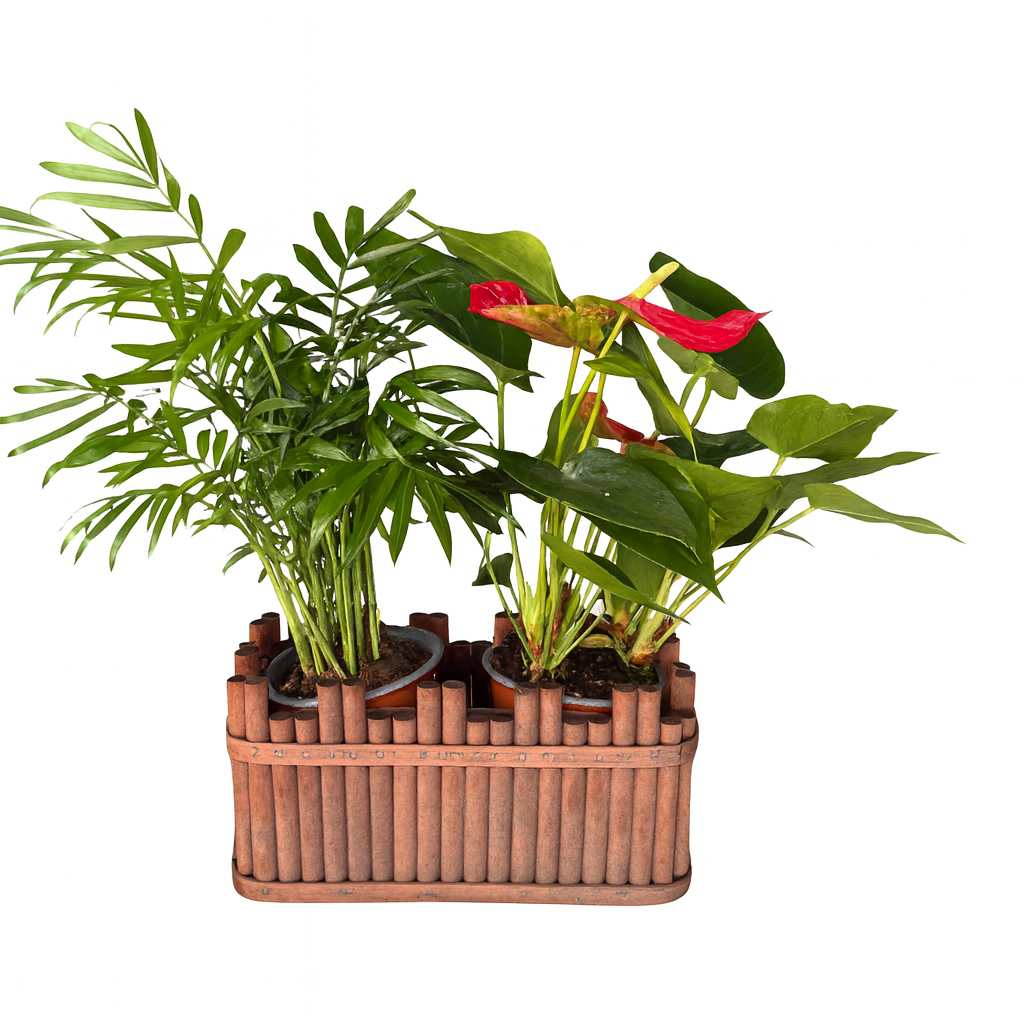 אדנית עץ מרובעת קטנה עם אנטוריום וכמדוריאה – פרחי עירית